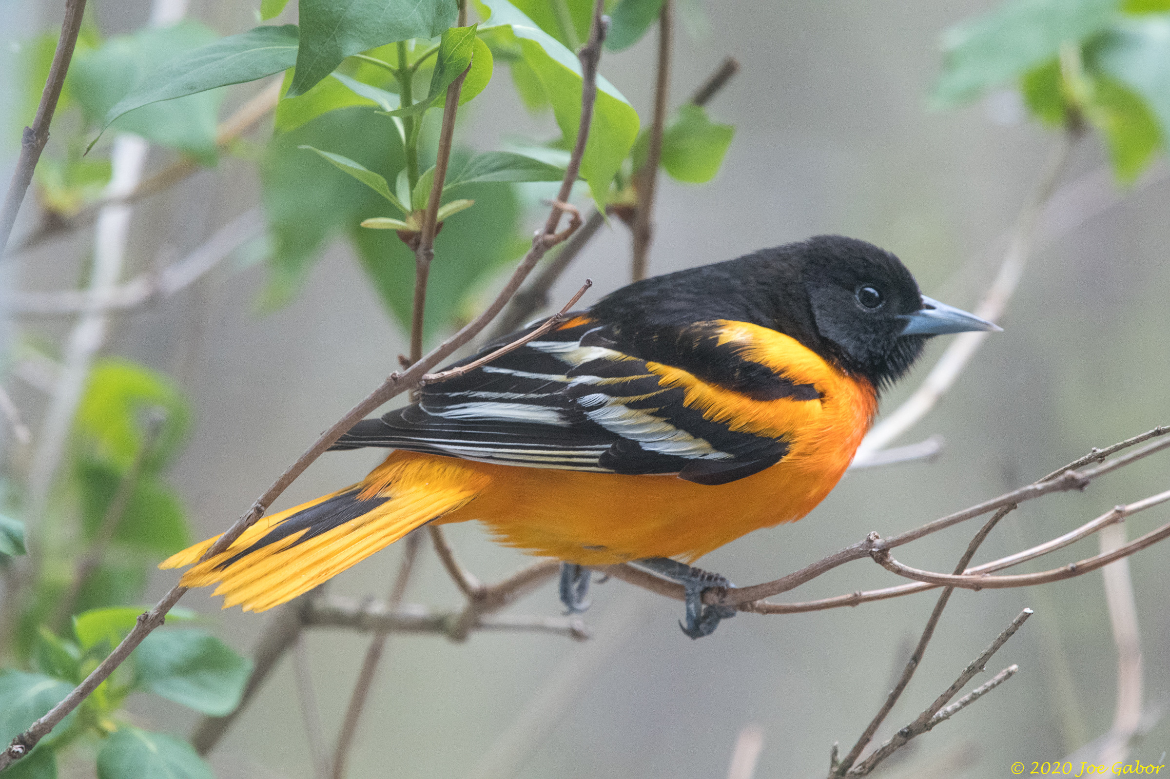 Baltimore Oriole
(Icterus galbula)