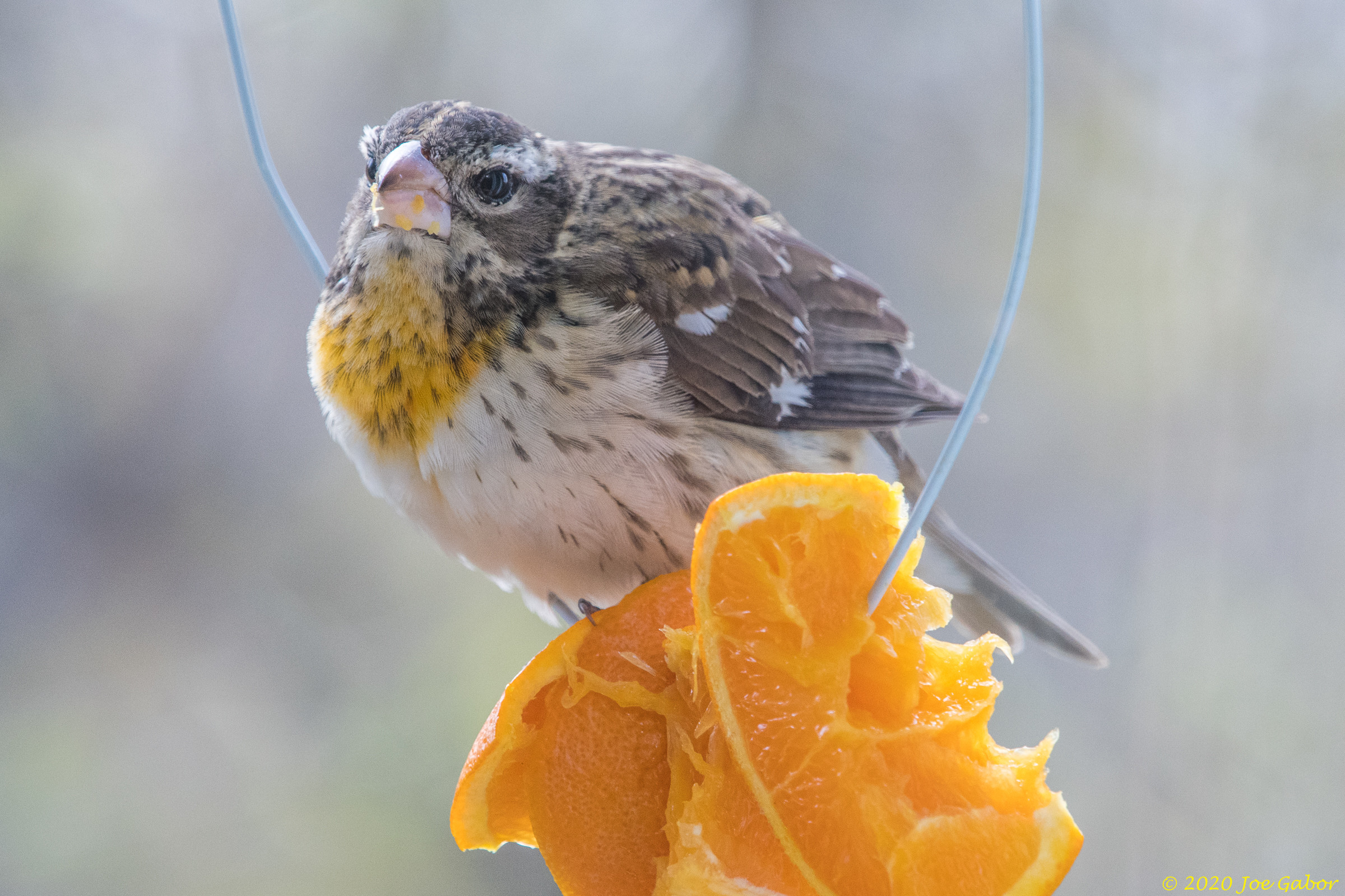 Rose-breasted Grosbeak (Pheucticus ludovicianus)
