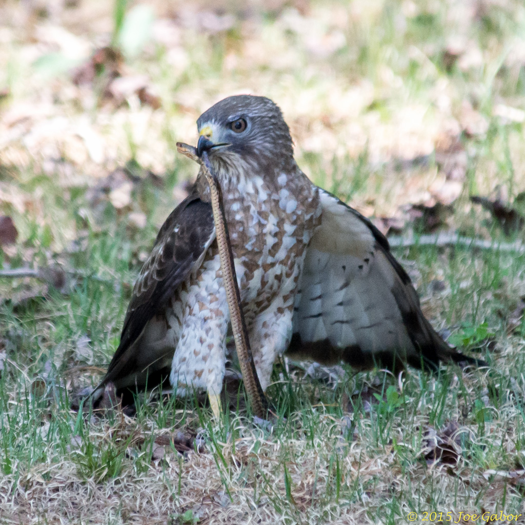 Broad-winged Hawk (Buteo platypterus)