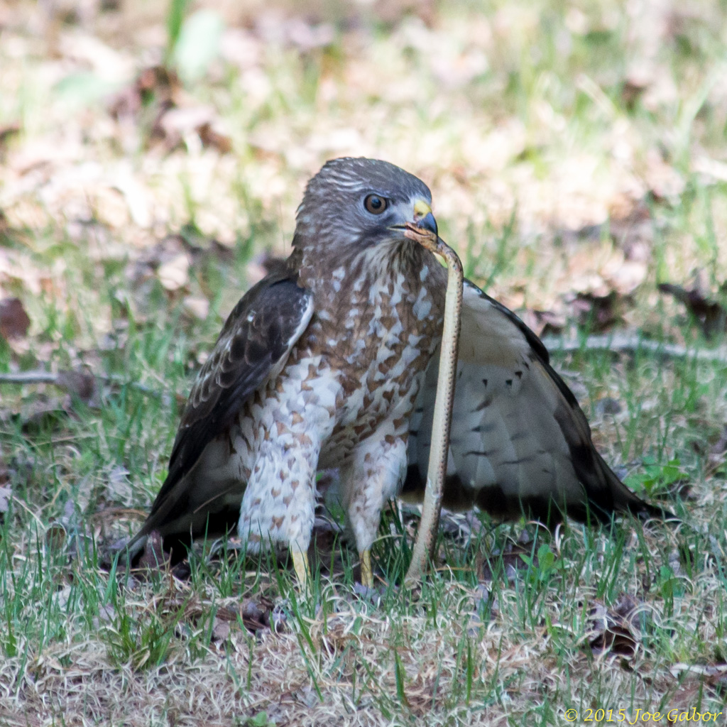 Broad-winged Hawk (Buteo platypterus)
