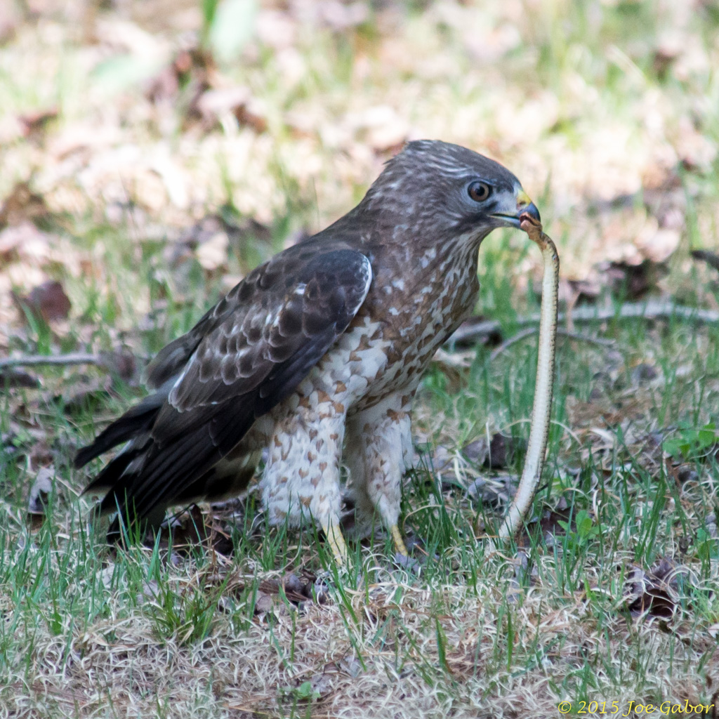 Broad-winged Hawk (Buteo platypterus)