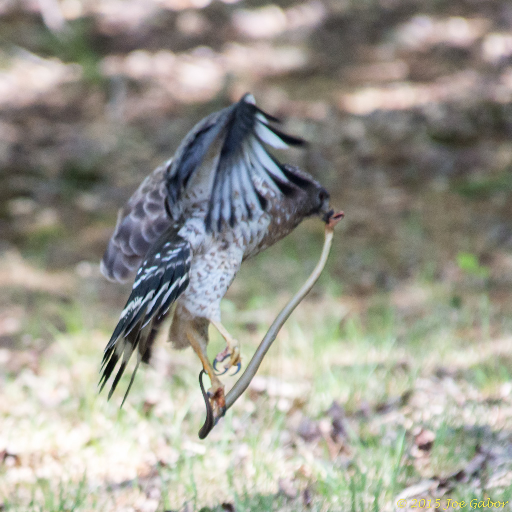 Broad-winged Hawk (Buteo platypterus)