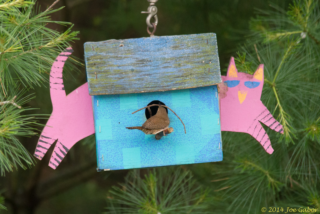 House Wren (Troglodytes aedon)