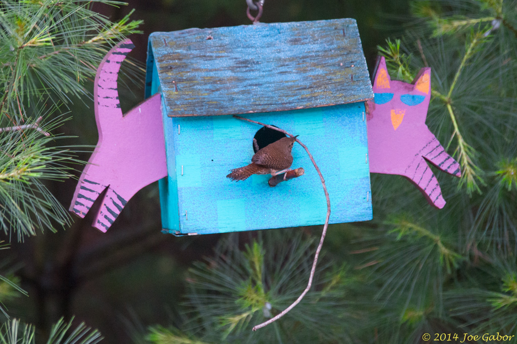 House Wren (Troglodytes aedon)