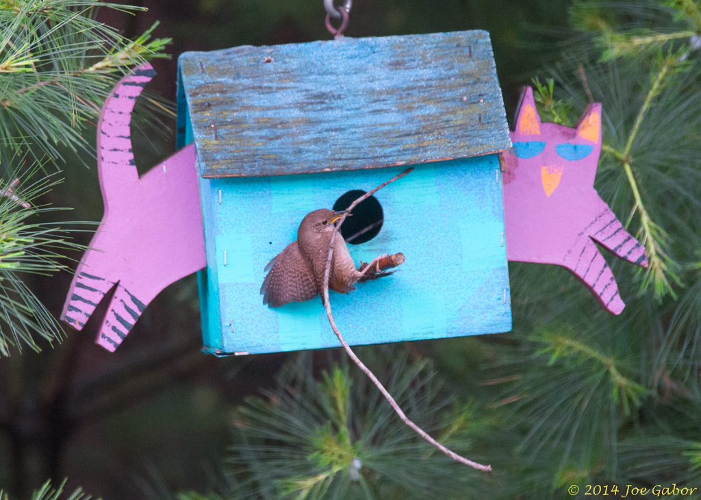 House Wren (Troglodytes aedon)