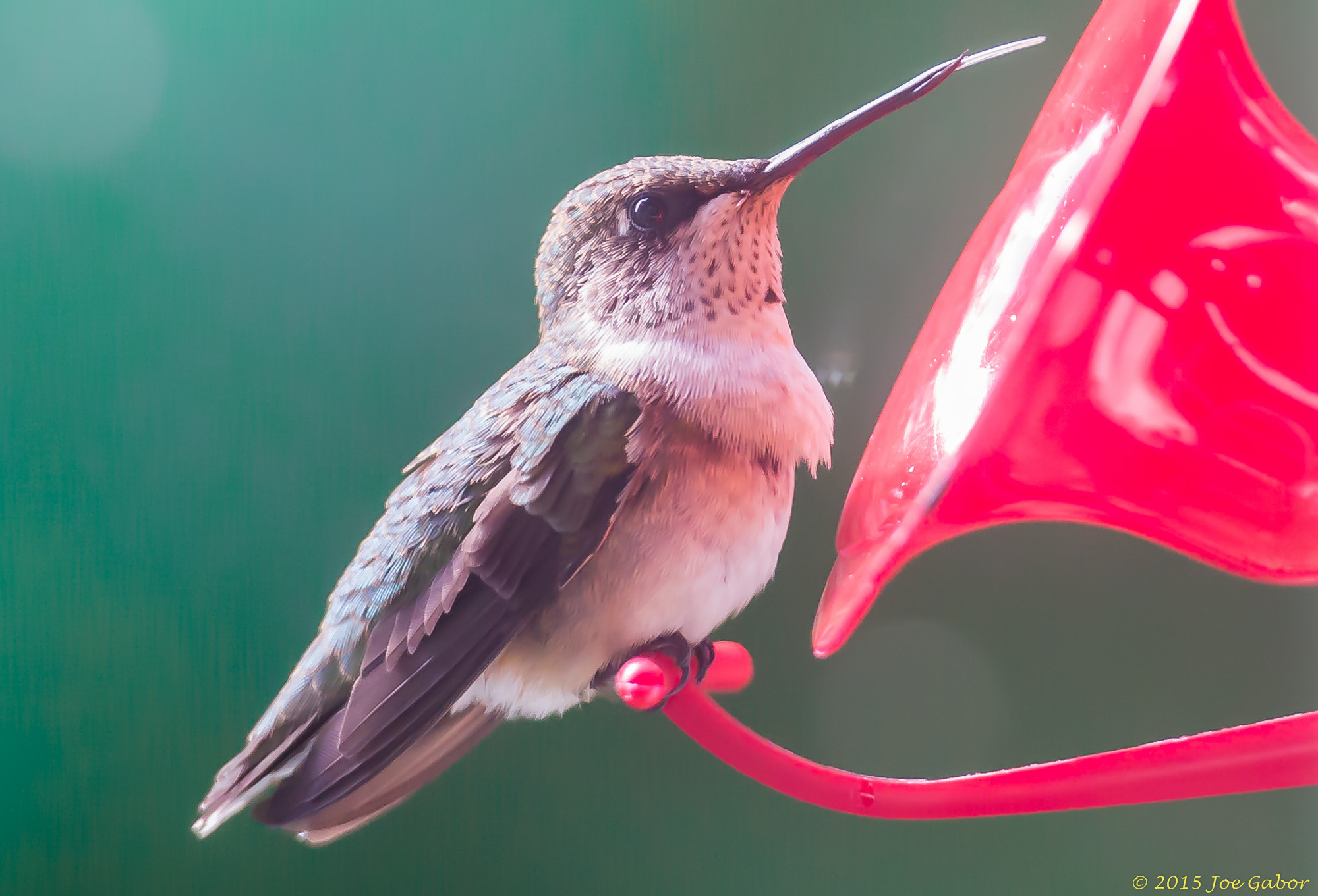 Ruby-throated Hummingbird (Archilochus colubris)