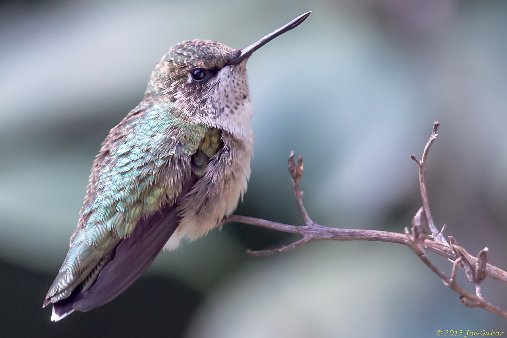 Ruby-throated Hummingbird (Archilochus colubris)