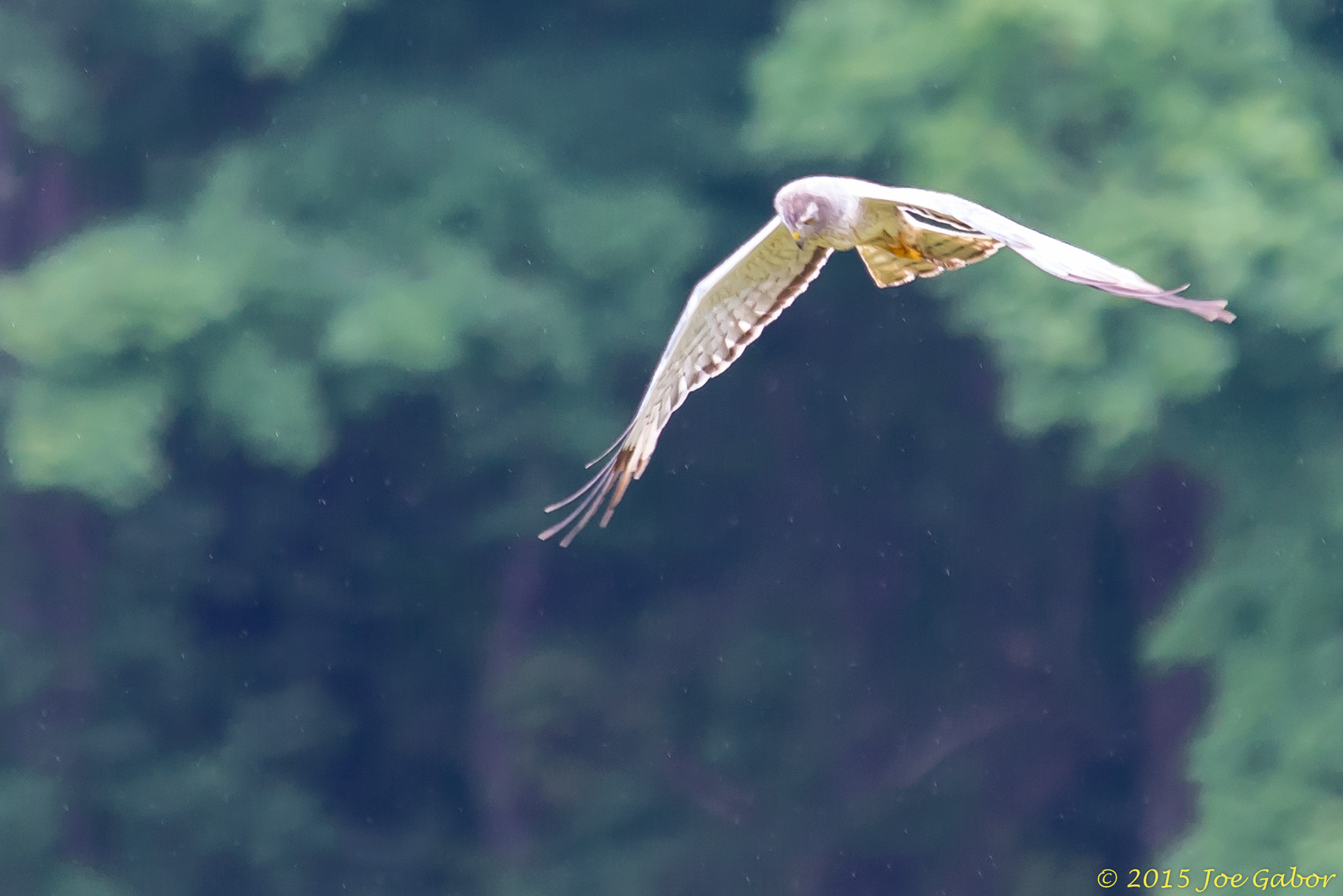 Northern Harrier (Circus cyaneus)