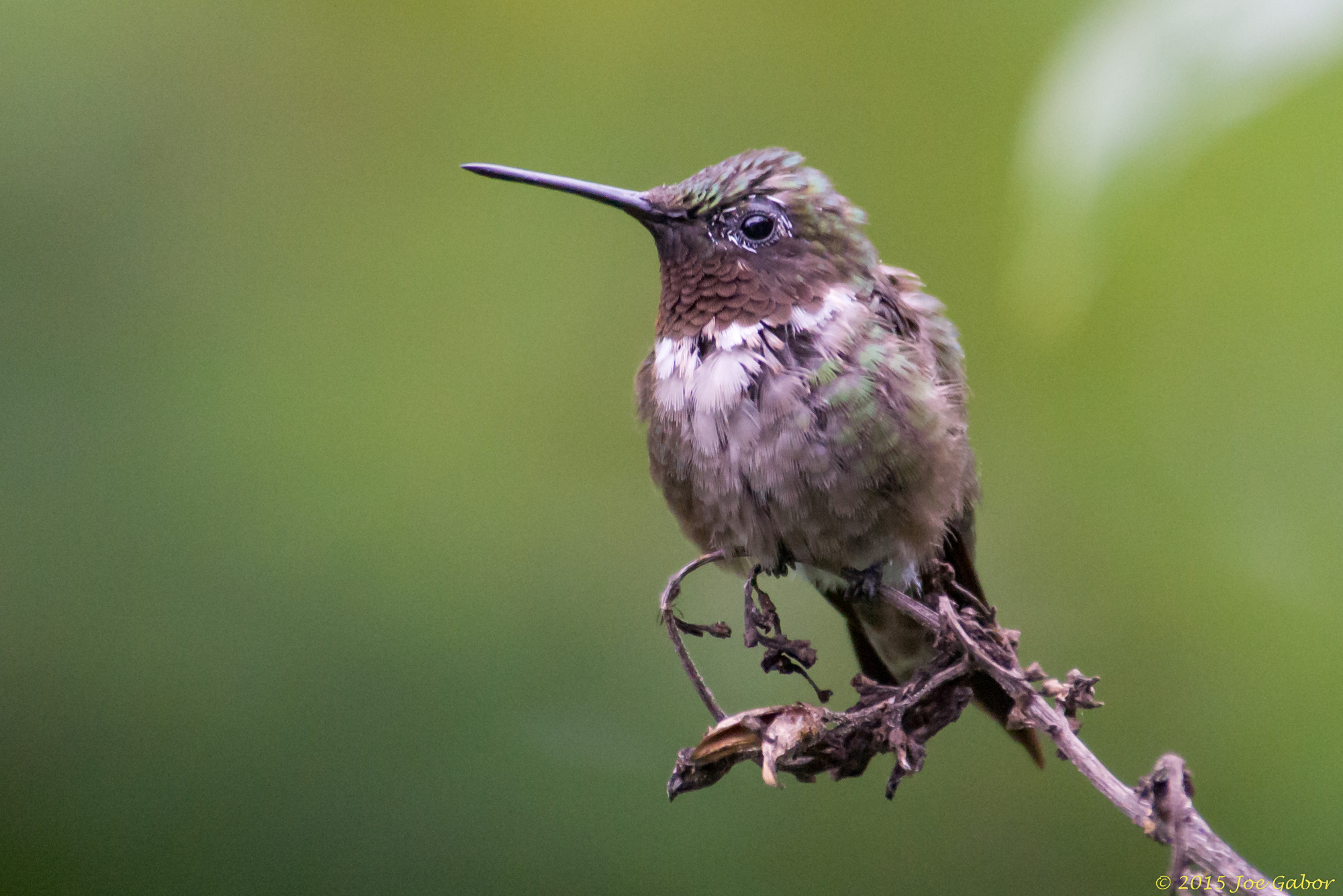 Ruby-throated Hummingbird (Archilochus colubris)