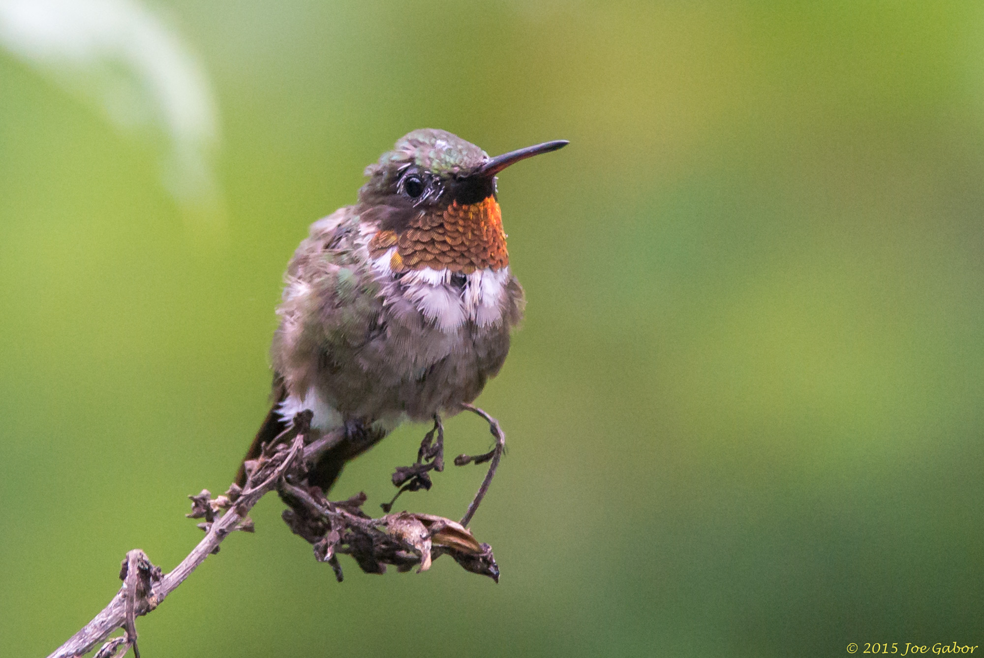 Ruby-throated Hummingbird (Archilochus colubris)