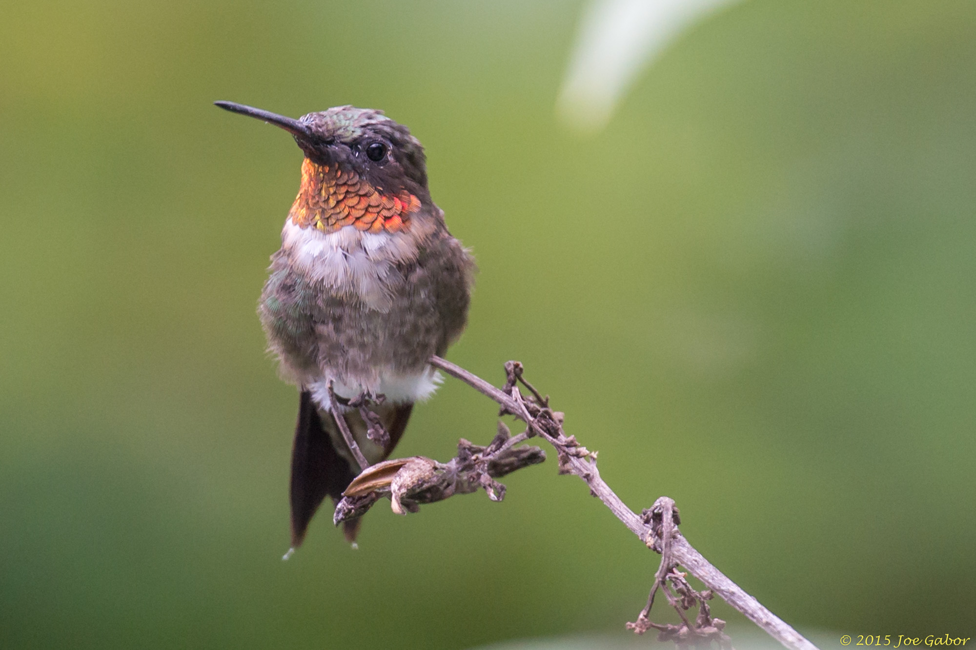 Ruby-throated Hummingbird (Archilochus colubris)