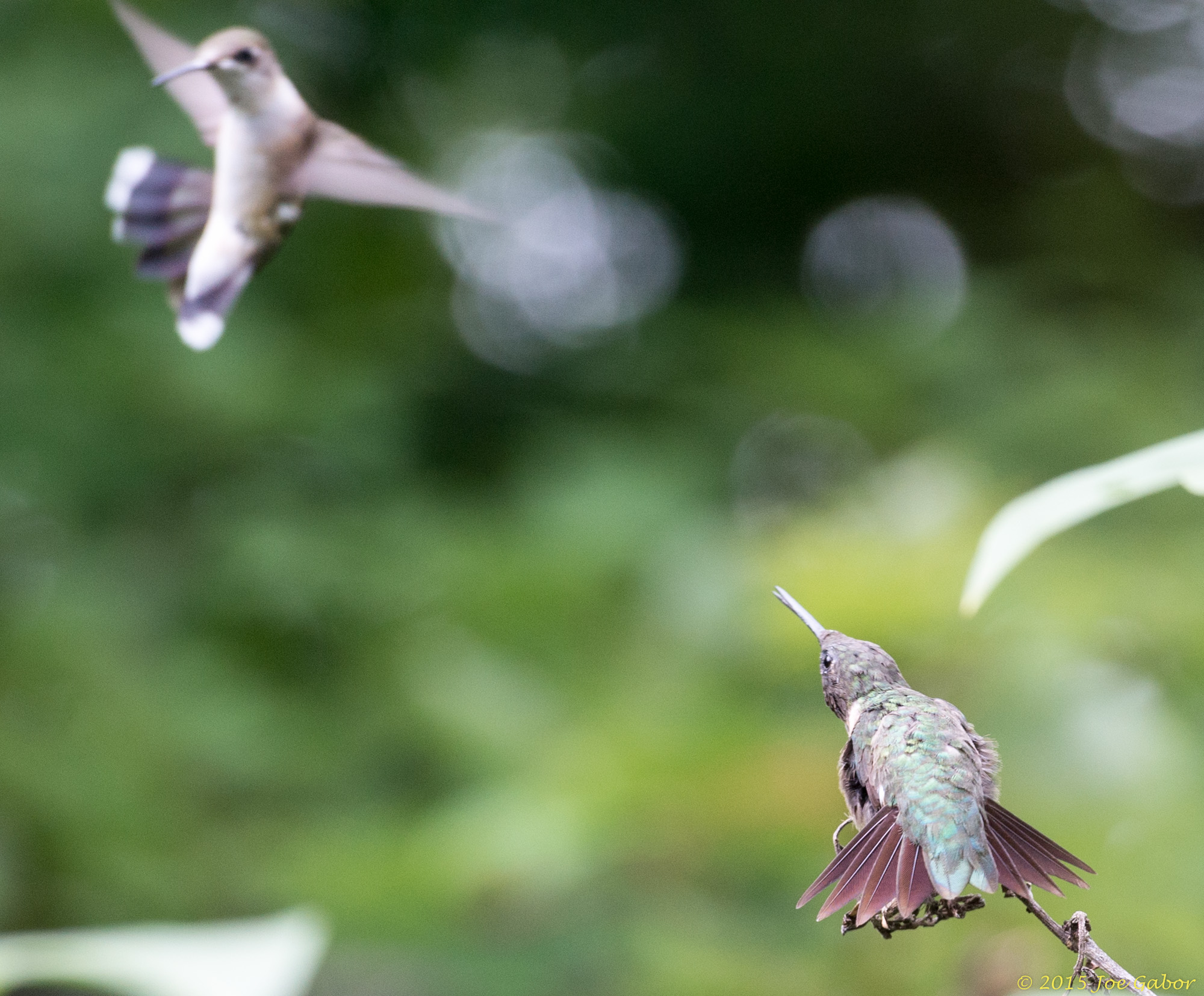 Ruby-throated Hummingbird (Archilochus colubris)