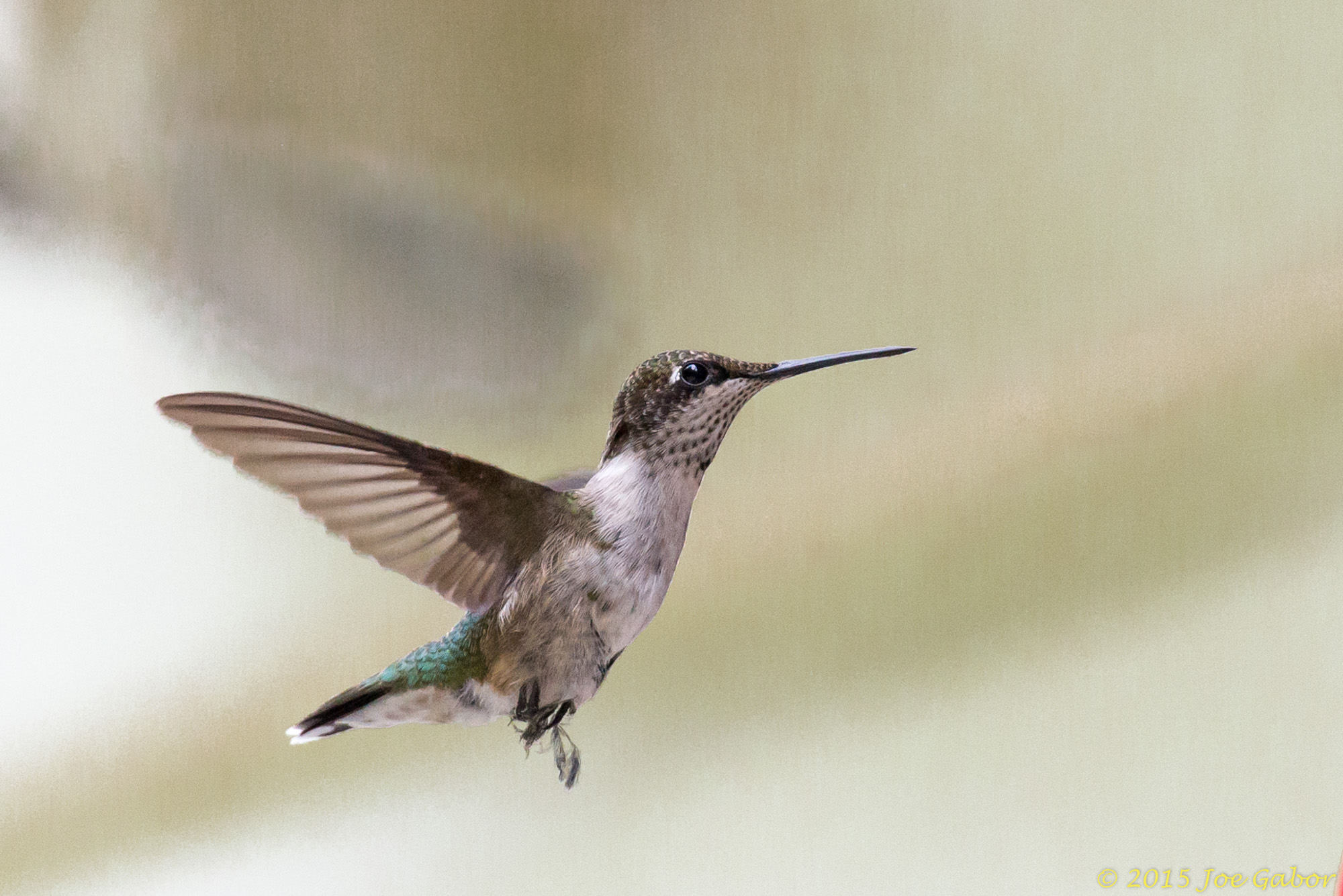 Ruby-throated Hummingbird (Archilochus colubris)
