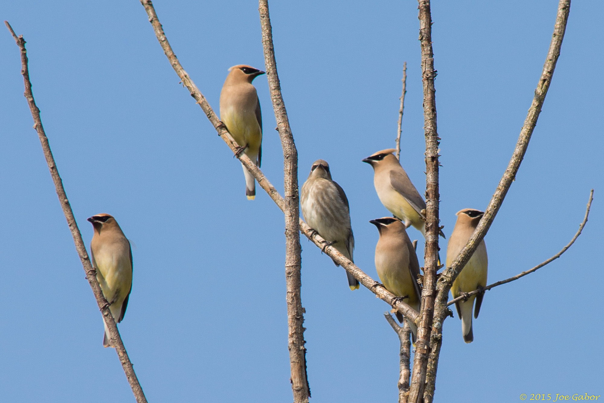 Cedar Waxwing (Bombycilla cedrorum)