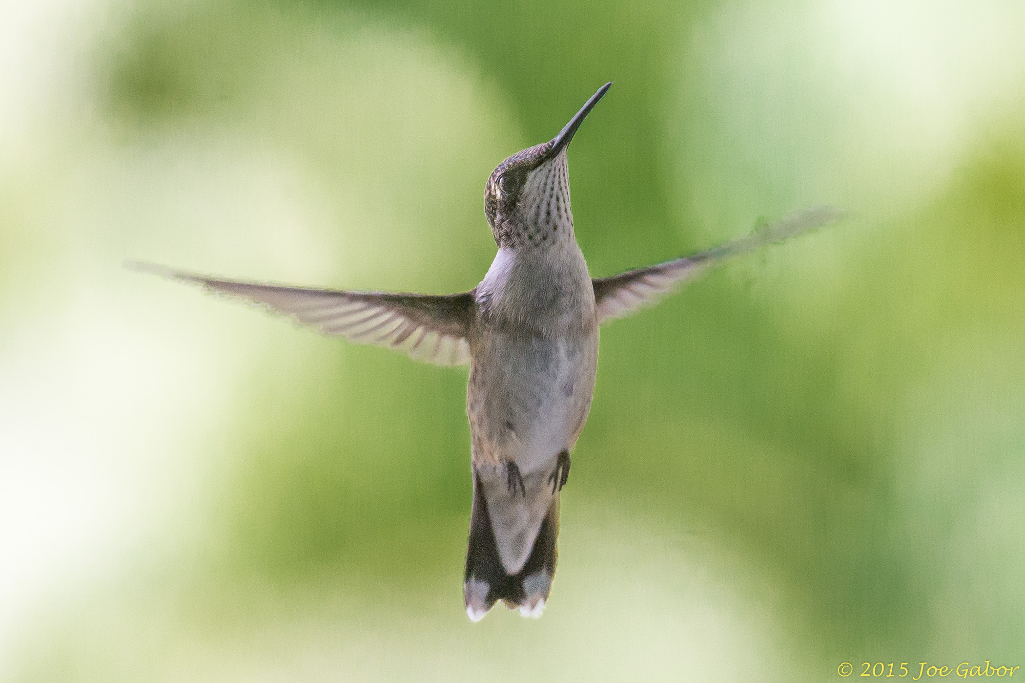 Ruby-throated Hummingbird (Archilochus colubris)