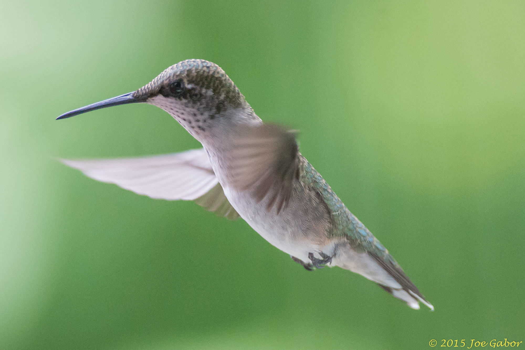 Ruby-throated Hummingbird (Archilochus colubris)