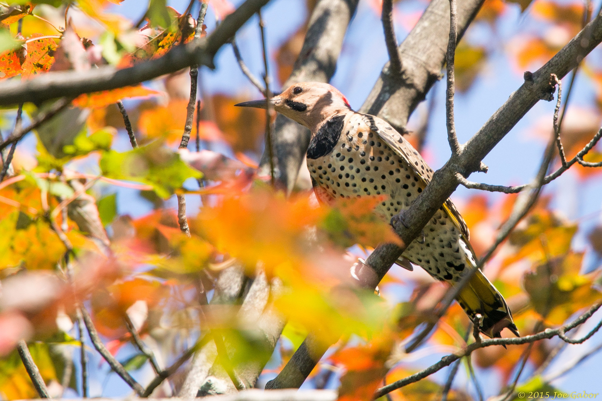 Northern Flicker (Colaptes auratus)