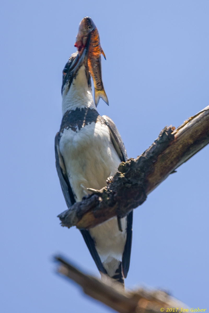 Belted Kingfisher
(Megaceryle alcyon)