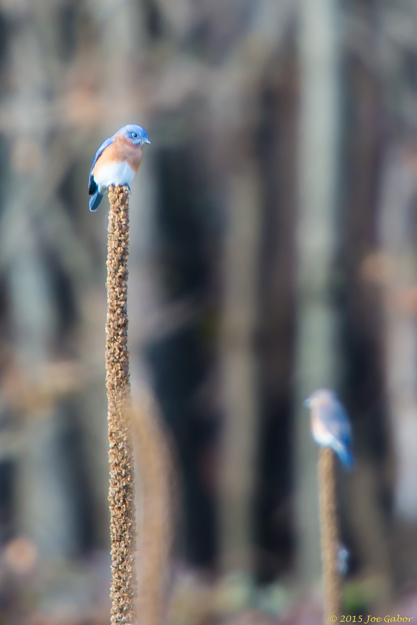 Eastern Bluebird (Sialia sialis)