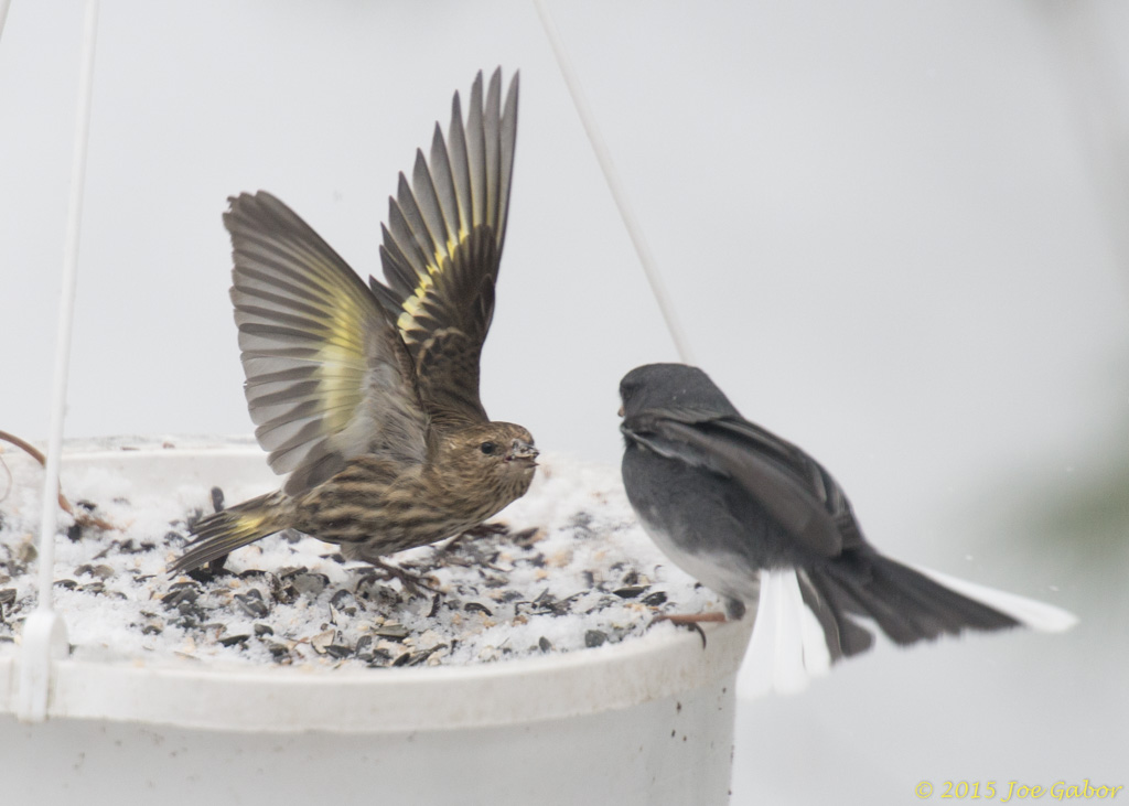 Pine Siskin (Spinus pinus) &  Dark-eyed Junco (Junco hyemalis)