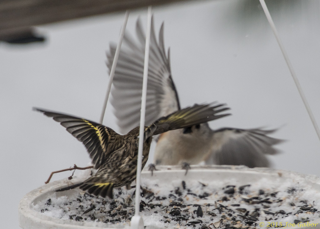 Pine Siskin (Spinus pinus) & Tufted Titmouse (Baeolophus bicolor)