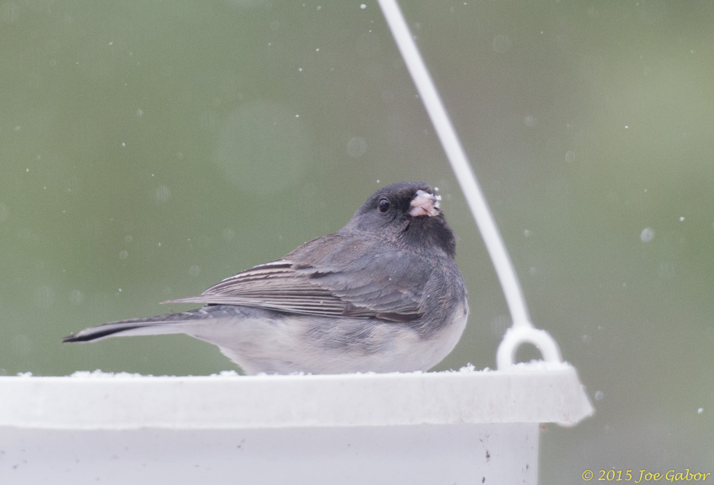Dark-eyed Junco (Junco hyemalis)