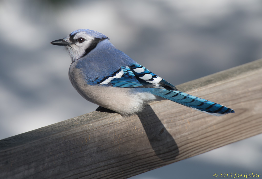 Blue Jay (Cyanocitta cristata)
