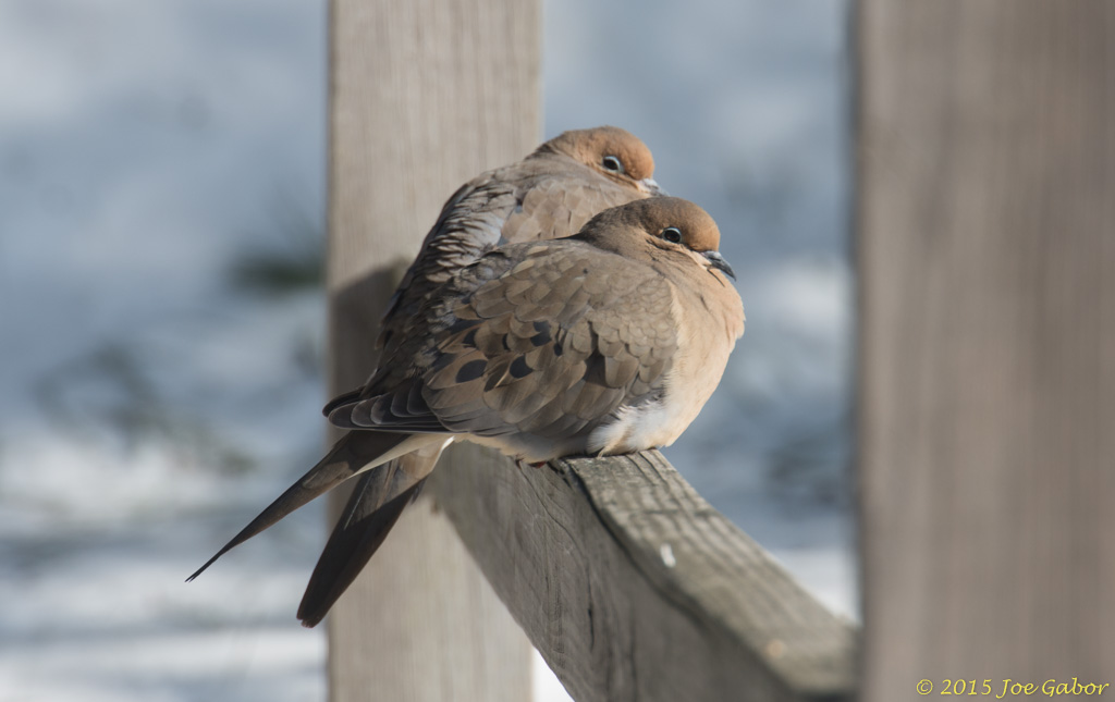 Mourning Dove (Zenaida macroura)