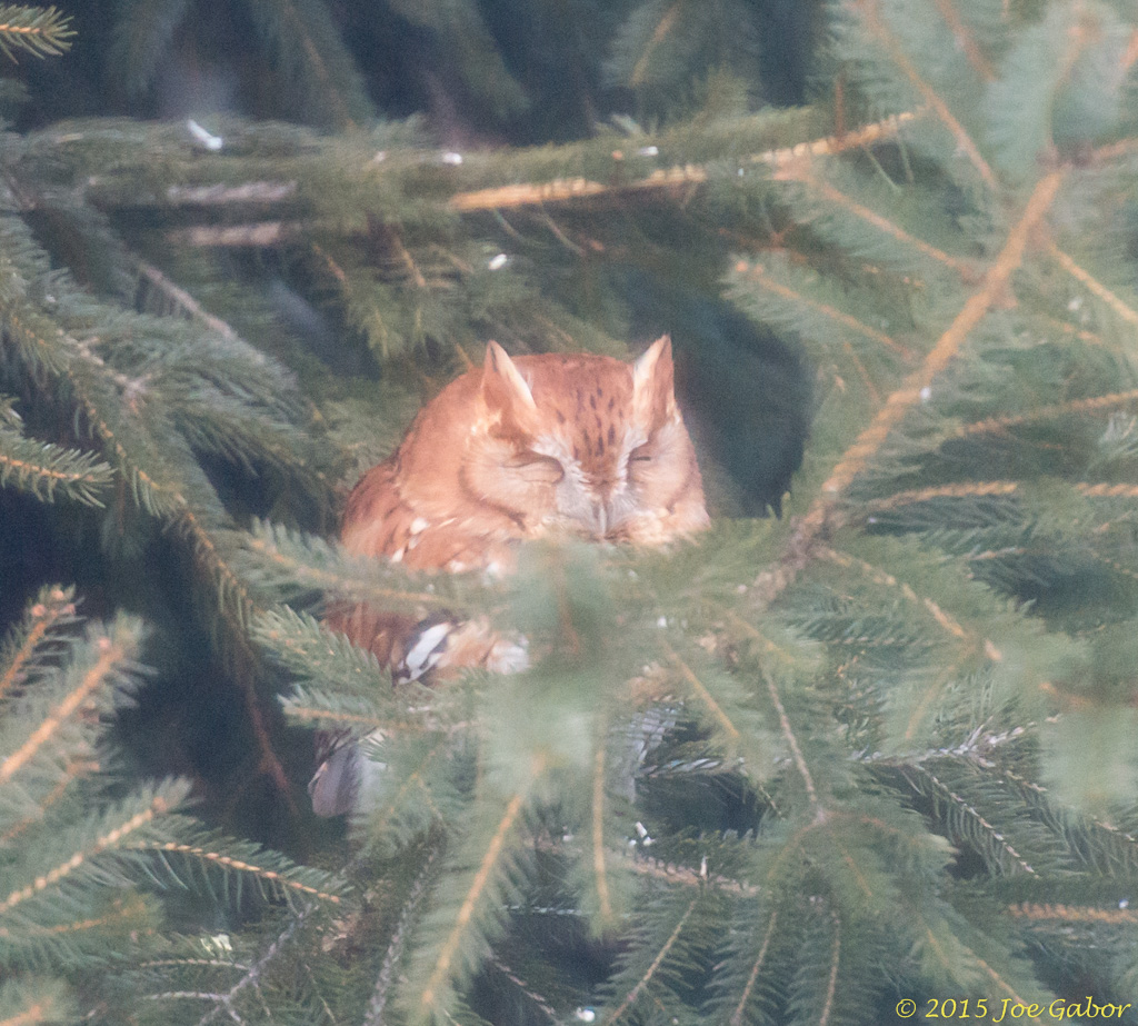 Eastern Screech-Owl (Megascops asio)