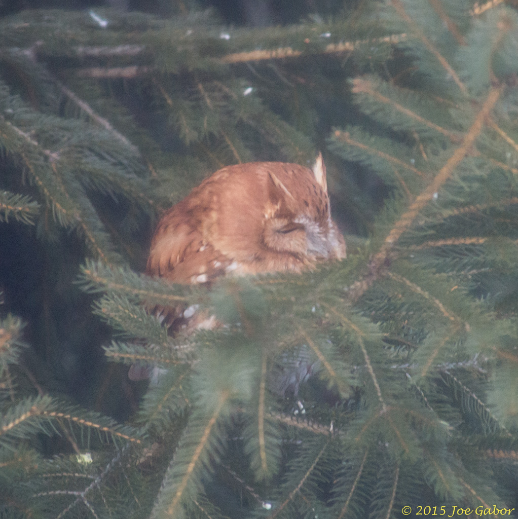 Eastern Screech-Owl (Megascops asio)
