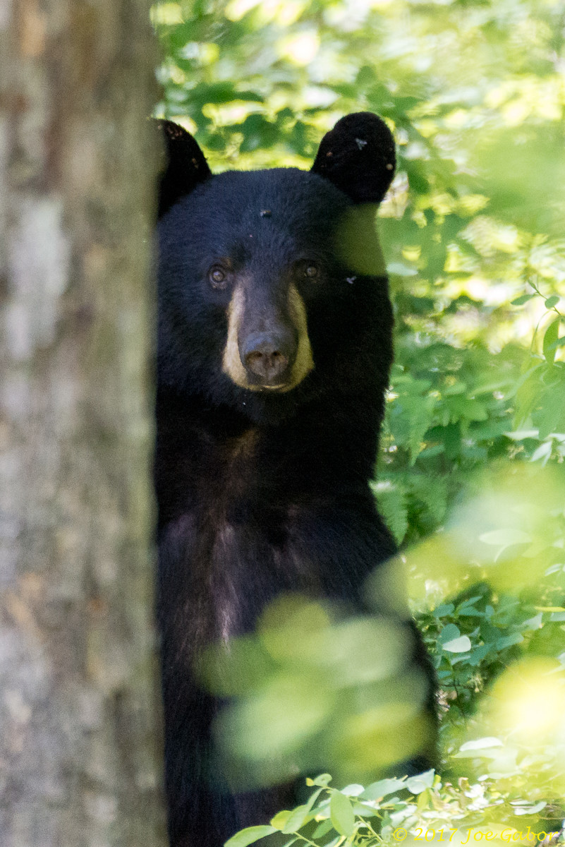 American black bear (Ursus americanus)