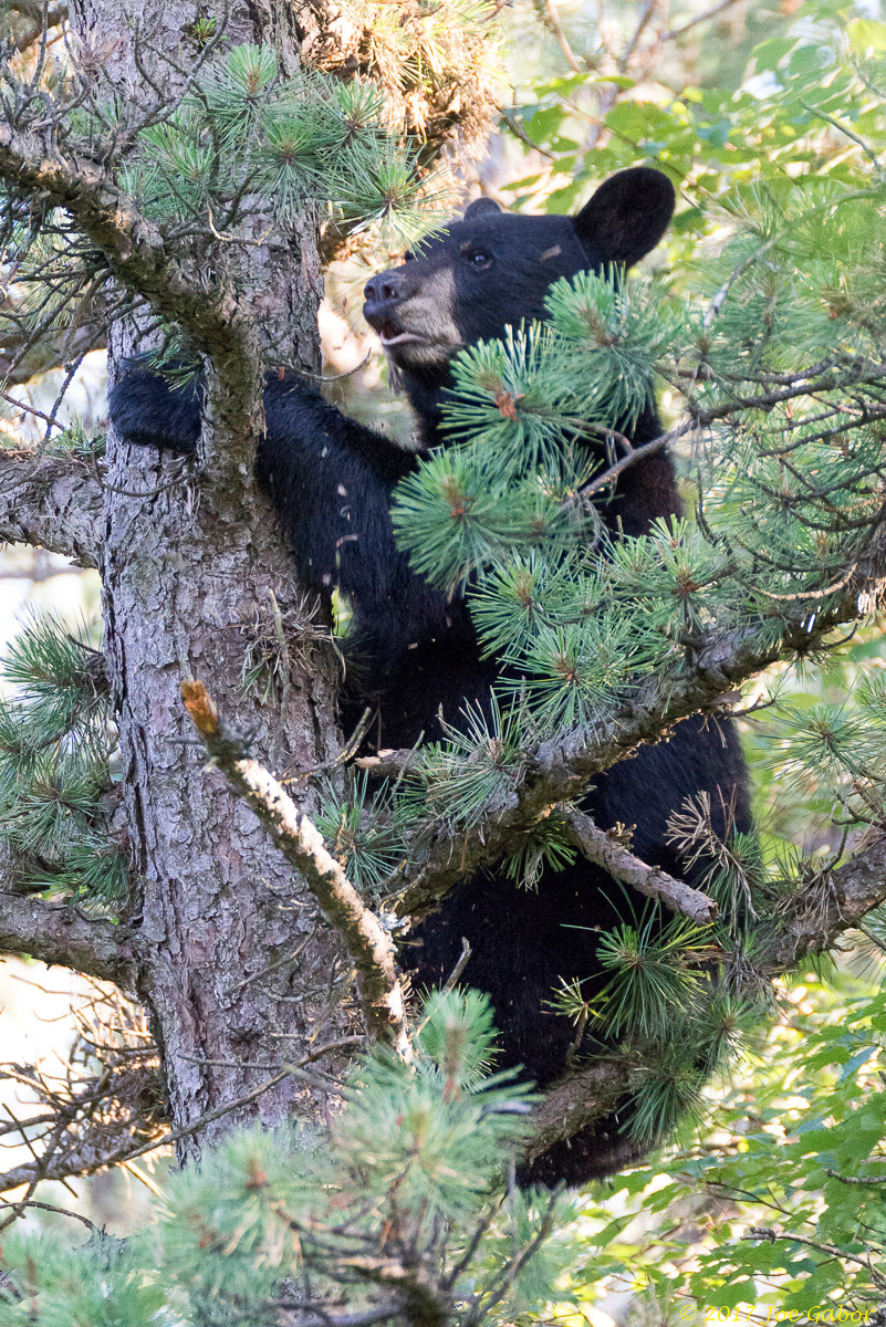 American black bear (Ursus americanus)