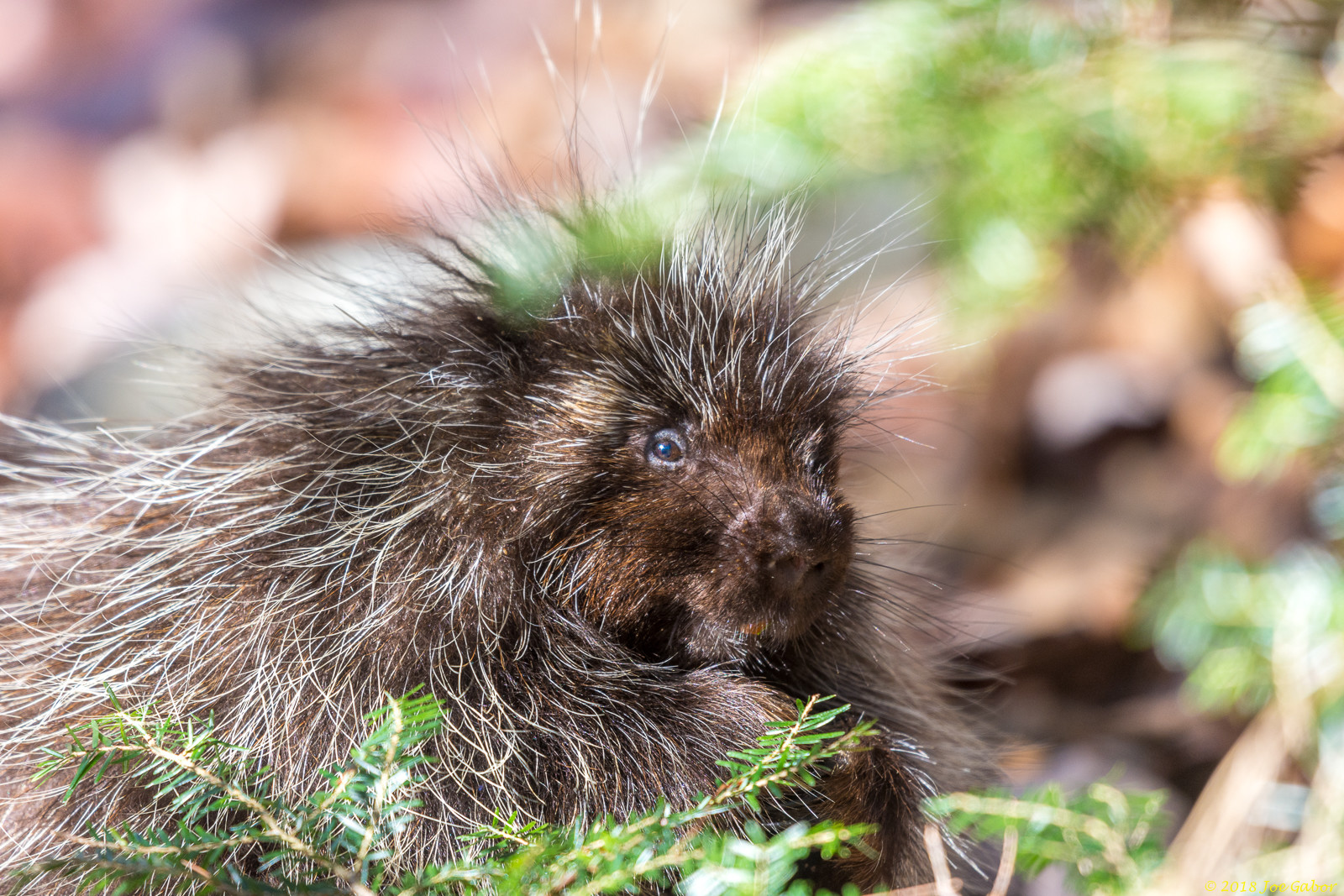 North American porcupine (Erethizon dorsatum)