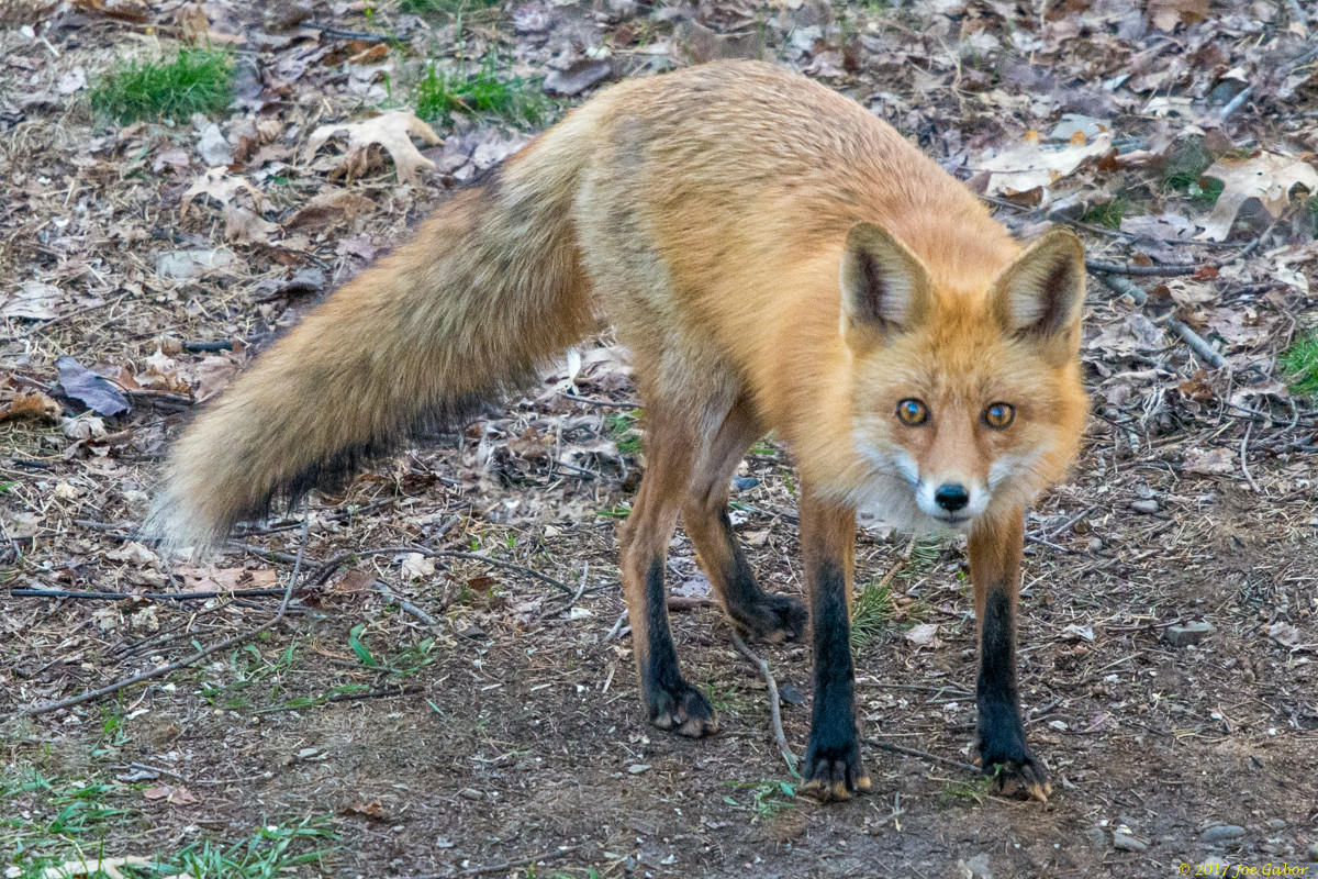 Red Fox (Vulpes vulpes)