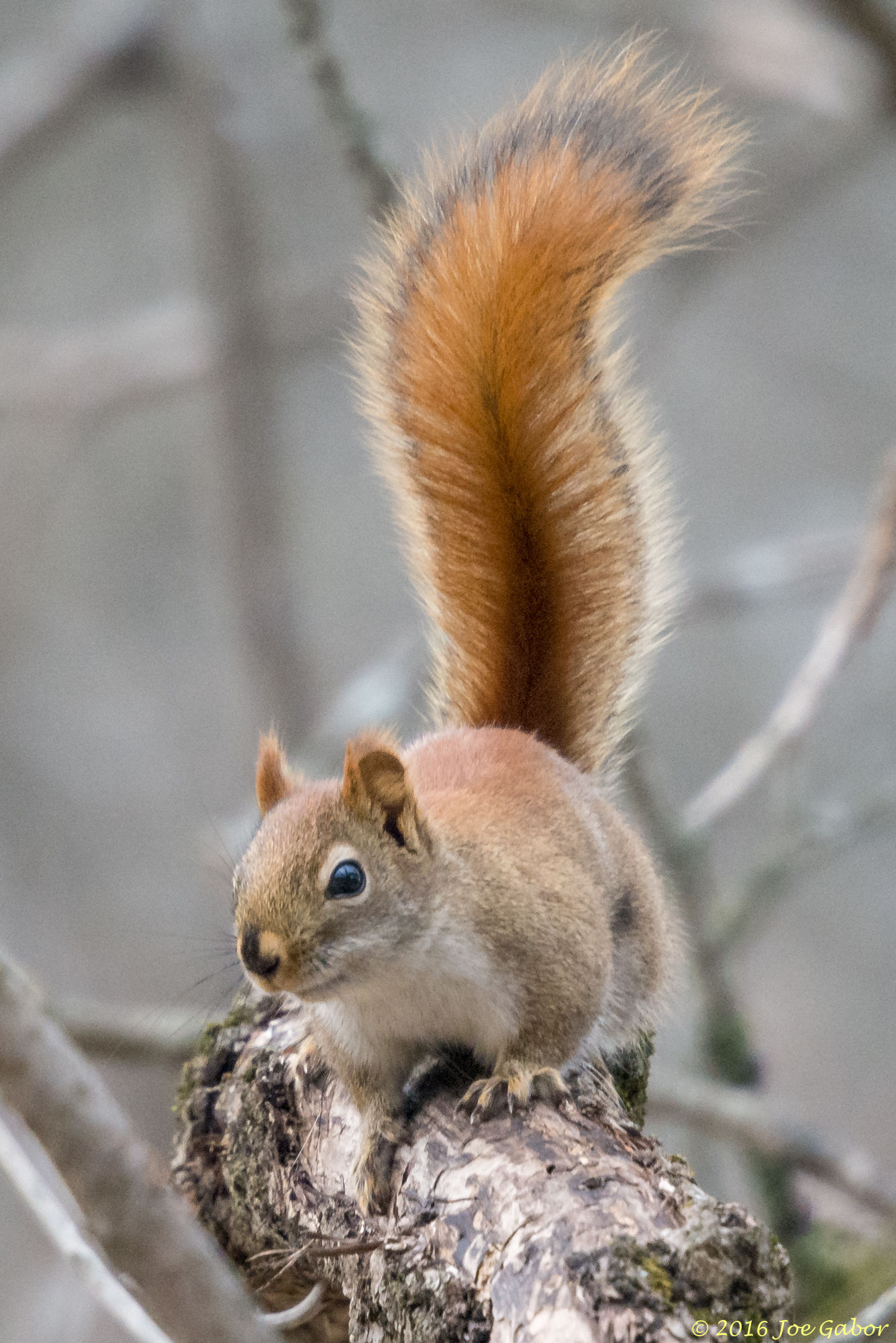 American Red Squirrel