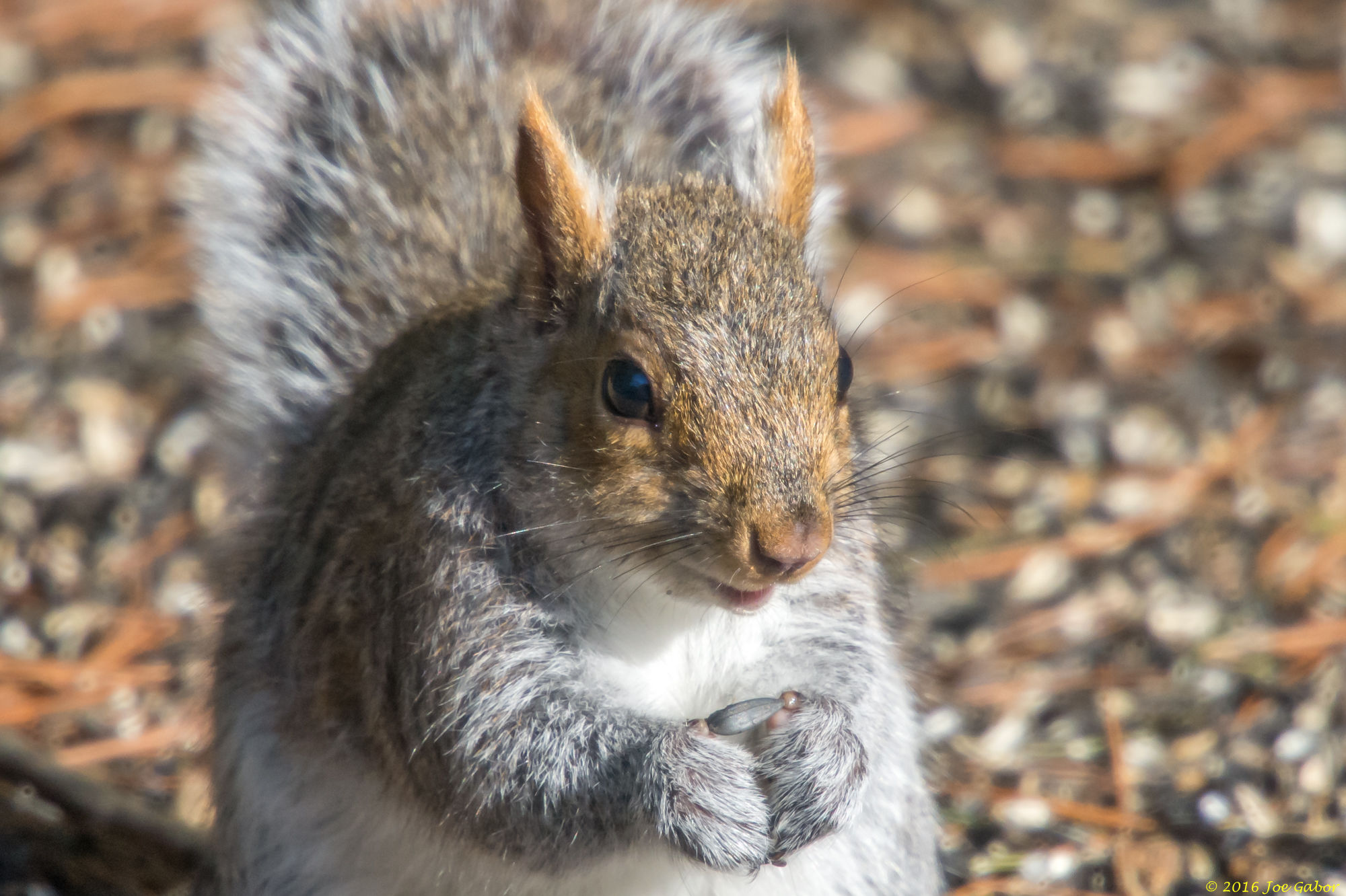 Eastern Grey Squirrel
