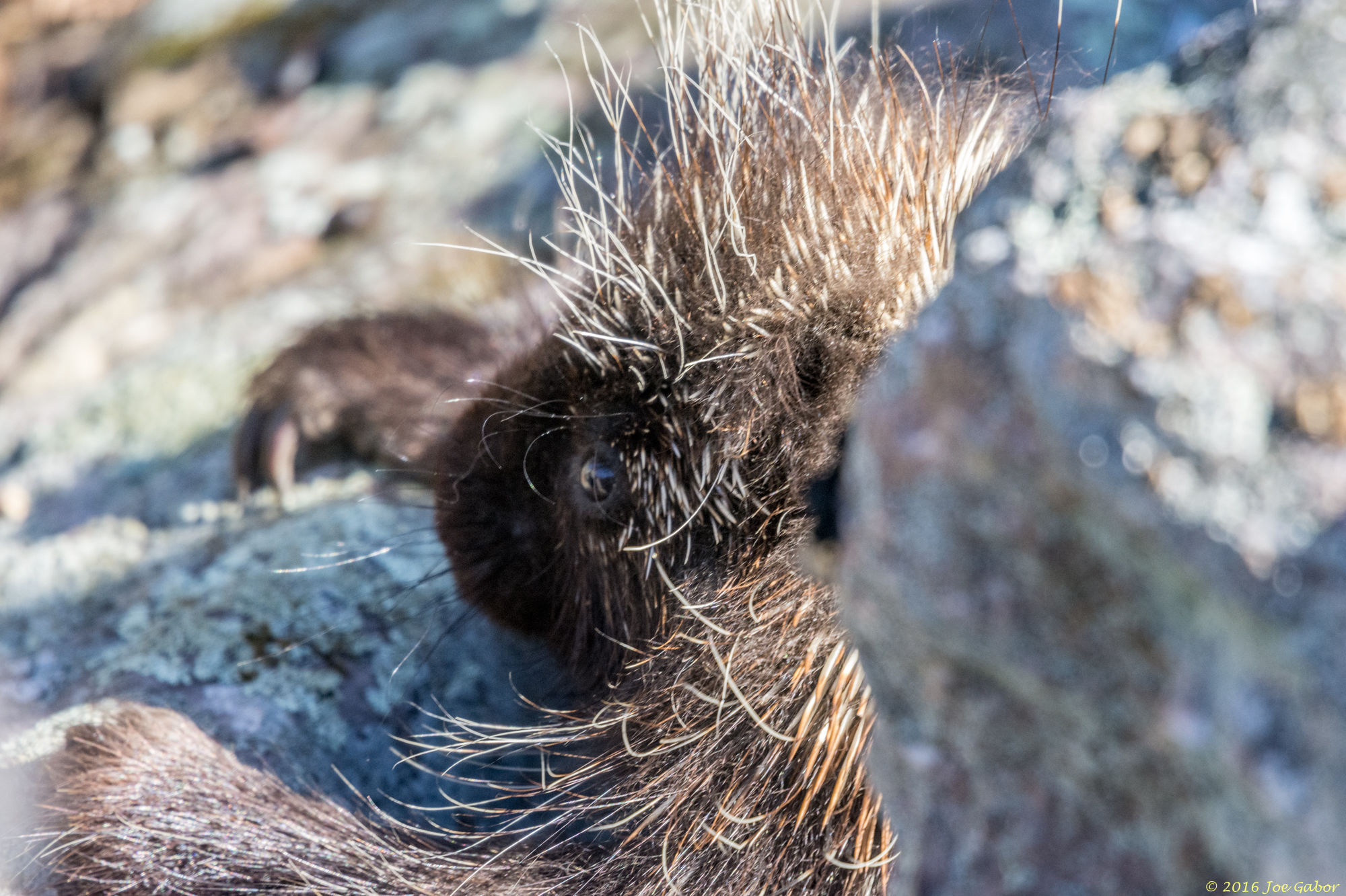 Porcupine
