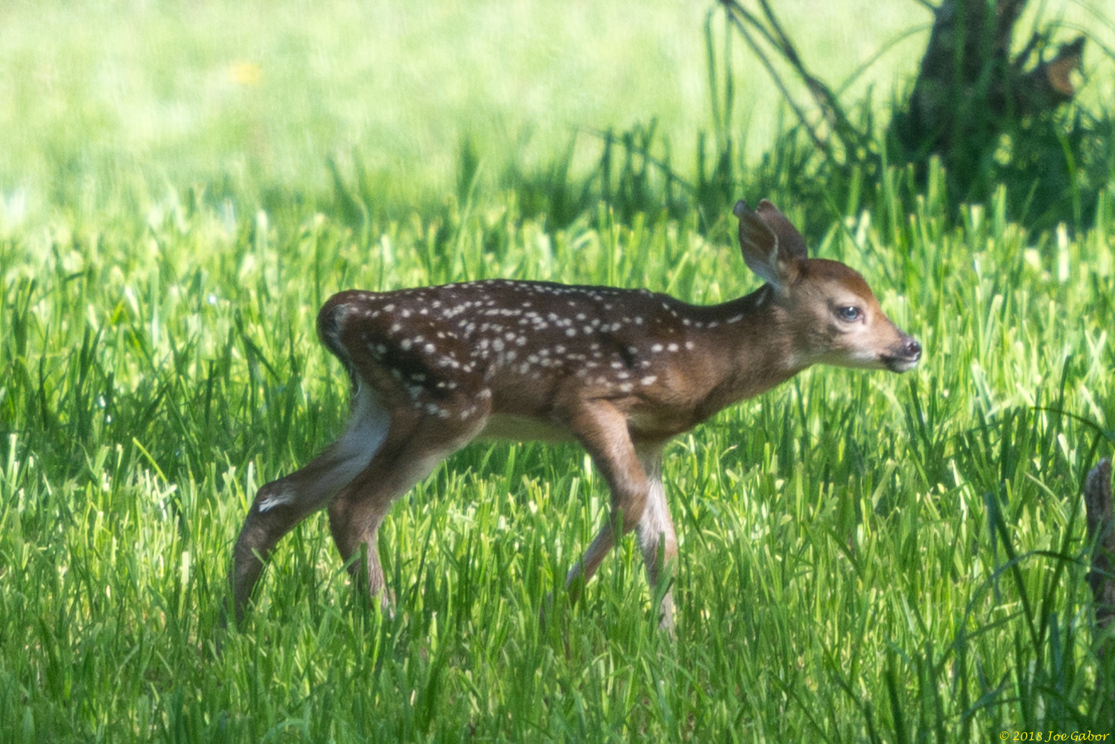 White-Tailed Deer (Odocoileus virginianus)