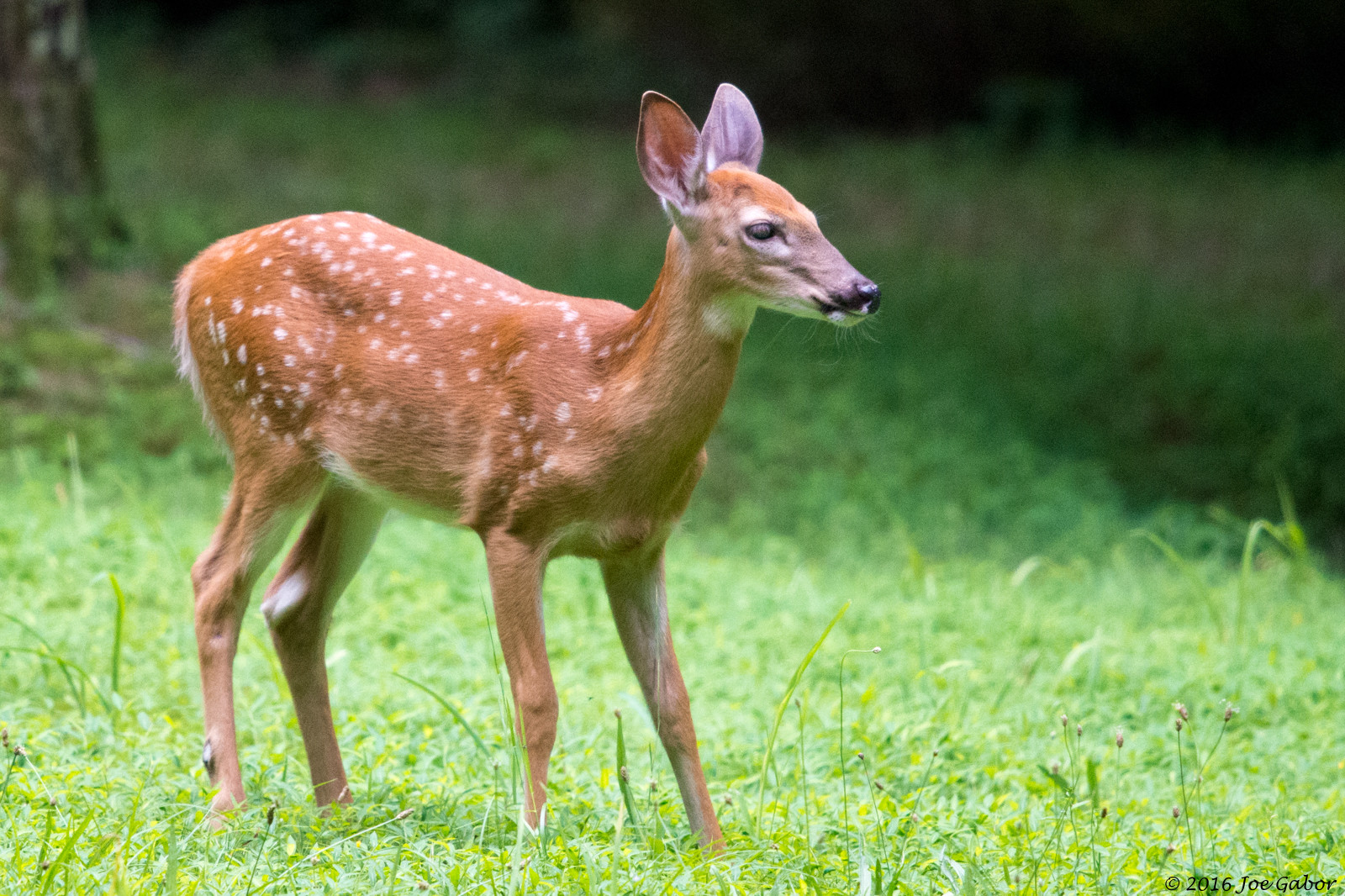 White-tailed Deer