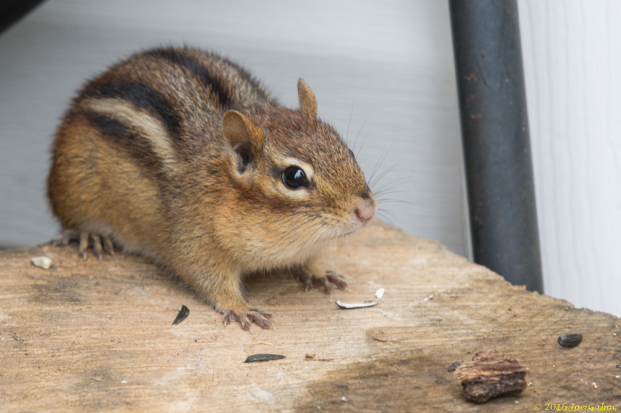 Eastern Chipmunk
