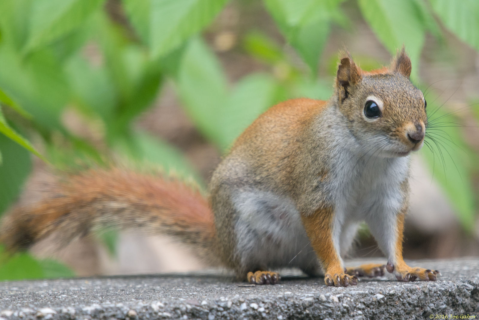 American Red Squirrel