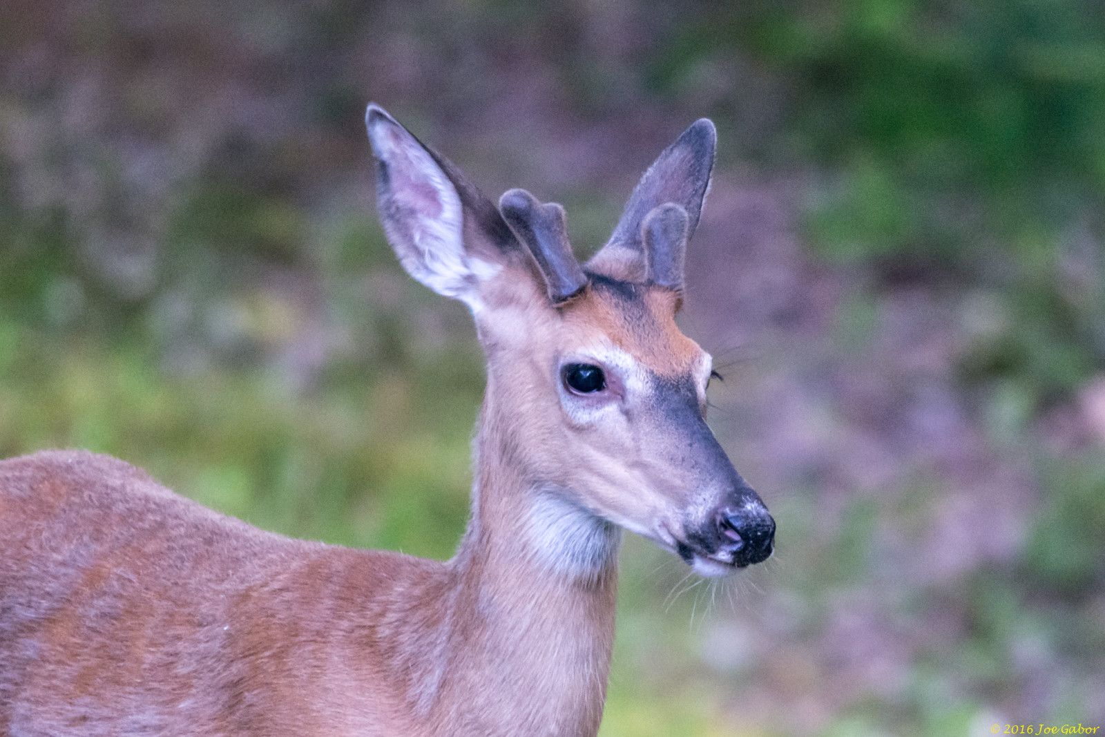White-tailed Deer