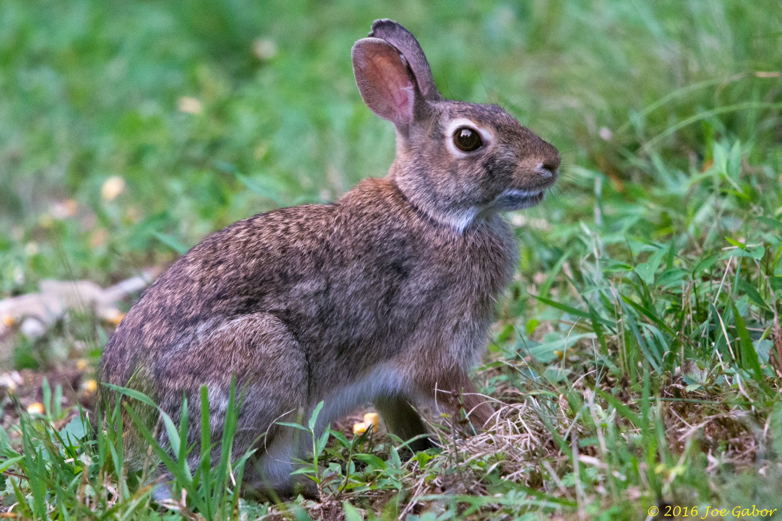 Cottontail Rabbit