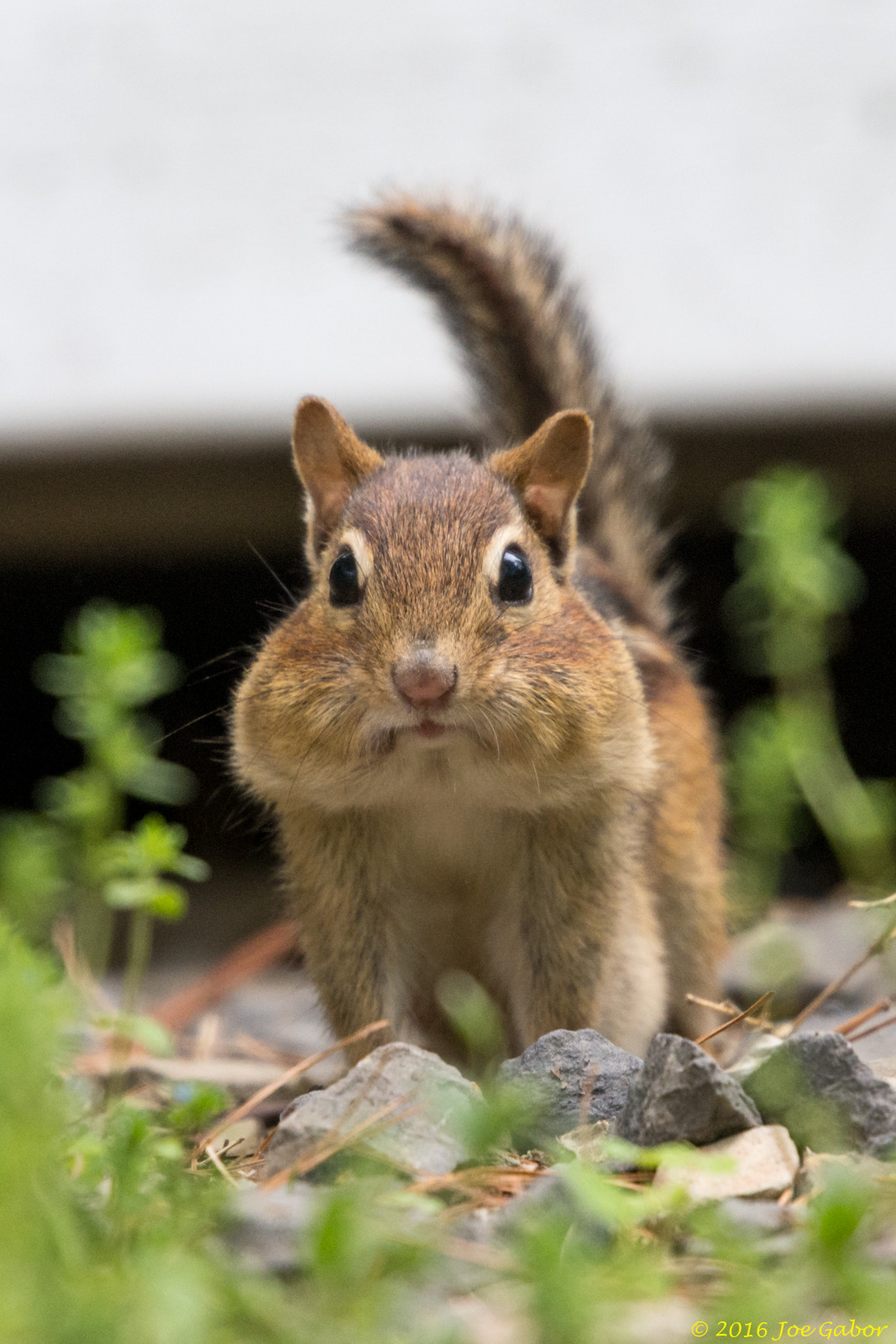 Eastern Chipmunk
