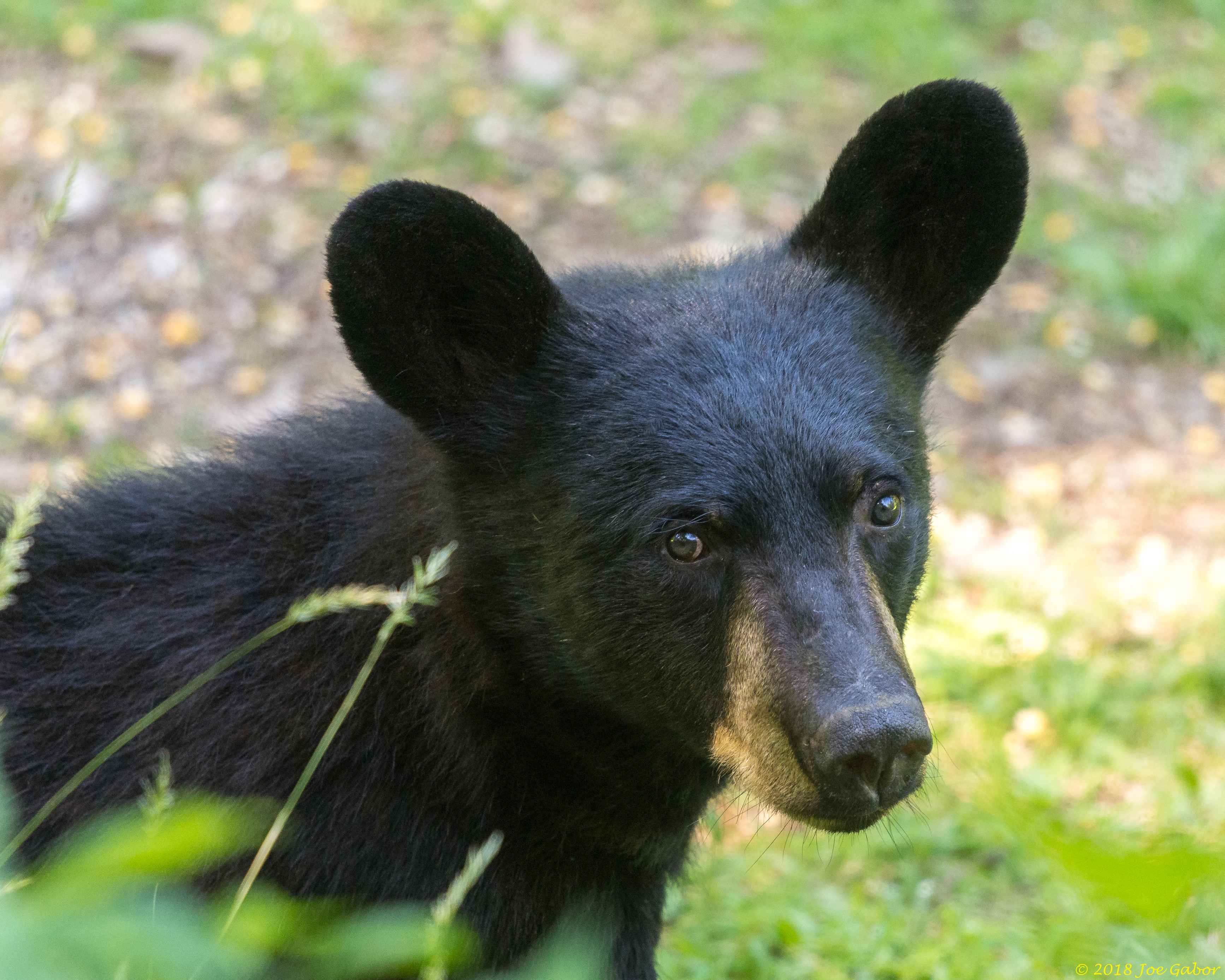 American Black Bear (Ursus americanus)
