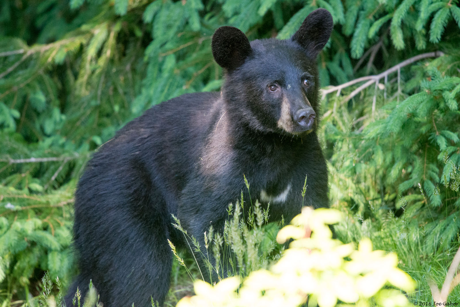 American Black Bear