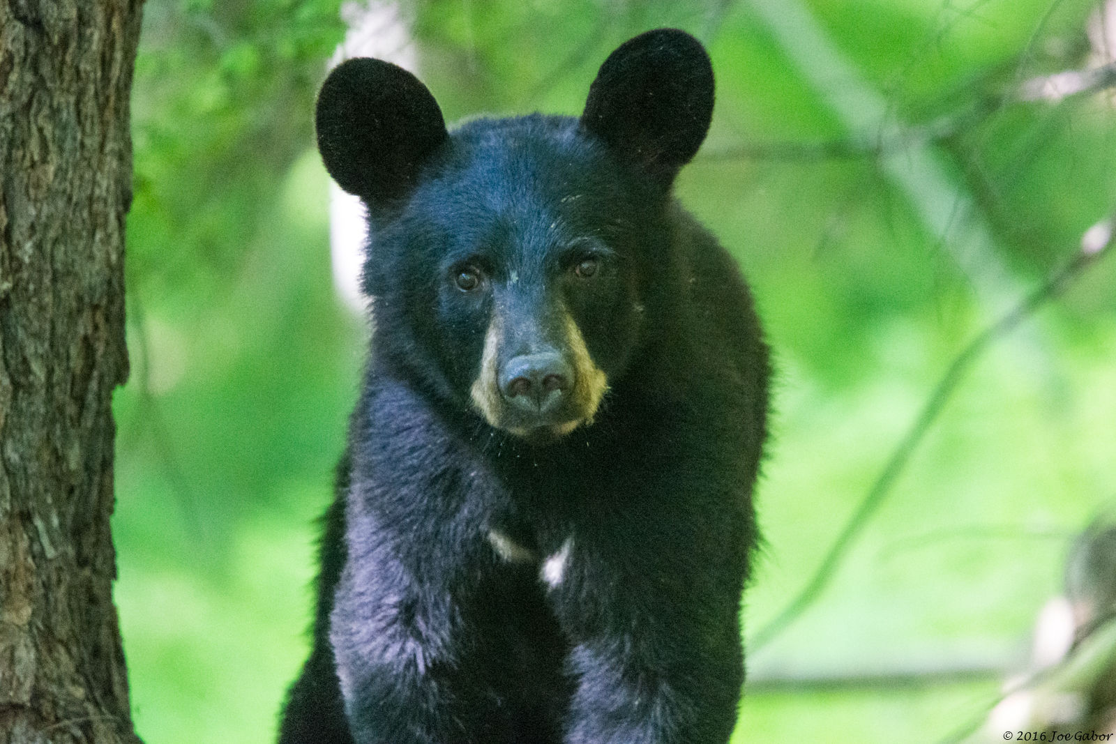 American Black Bear
