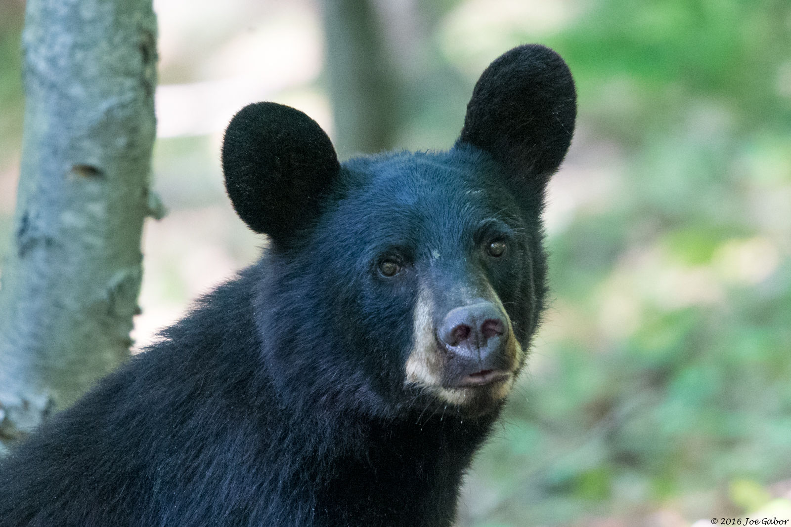 American Black Bear