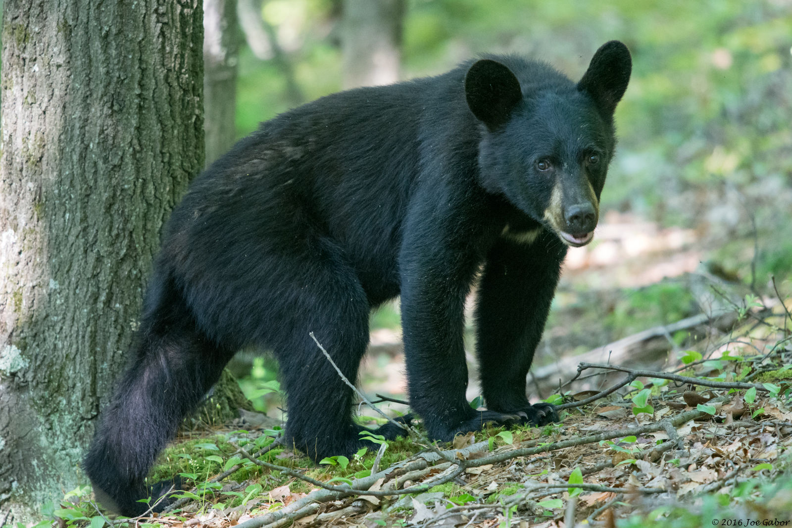 American Black Bear