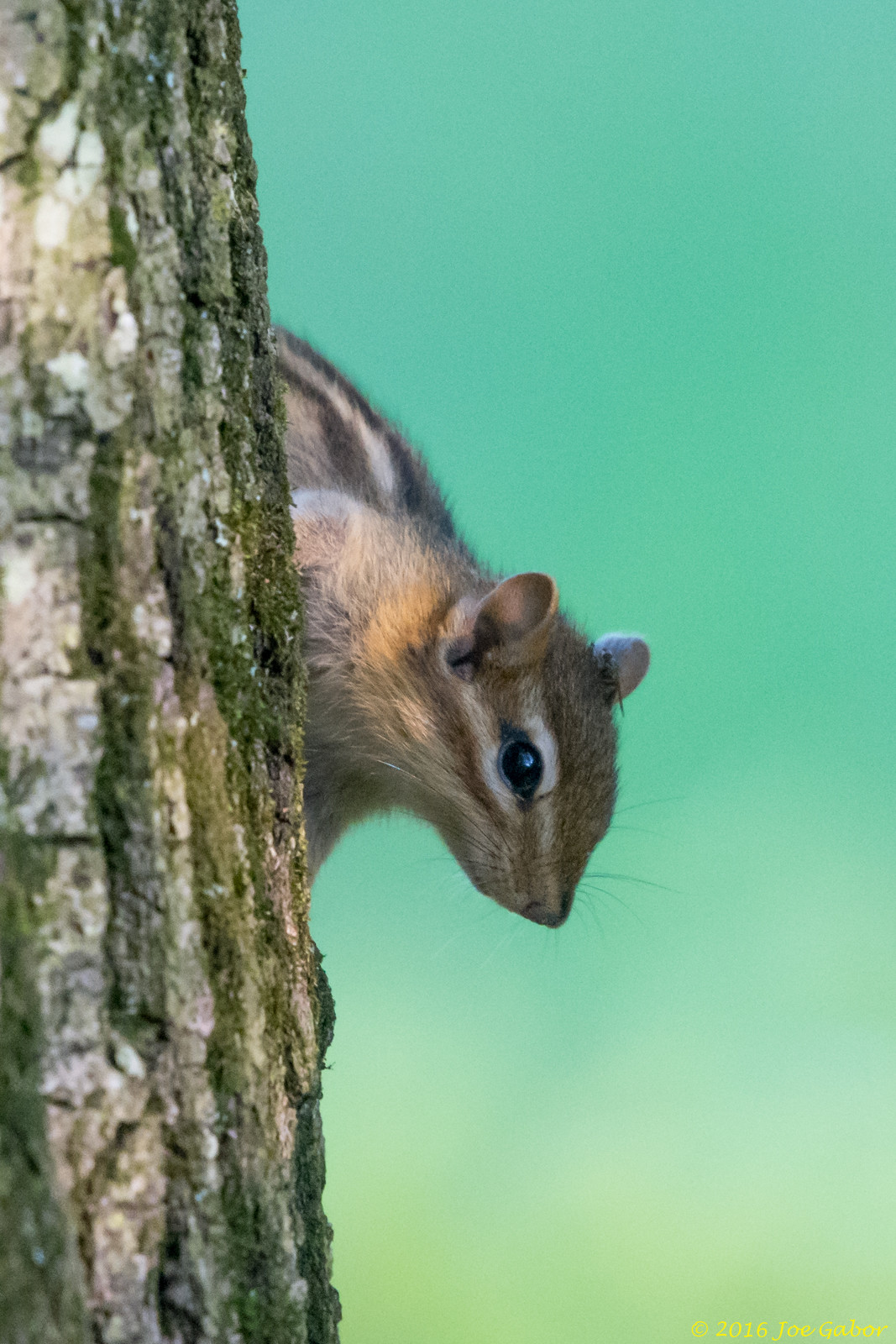 Eastern Chipmunk